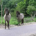 Luxus Duenen Aan Zee I Ruhig In Den Duenen I 400 M Zum I 4 Personen *