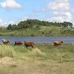 Luxus Duenen Aan Zee I Ruhig In Den Duenen I 400 M Zum I 4 Personen 艾默伊登