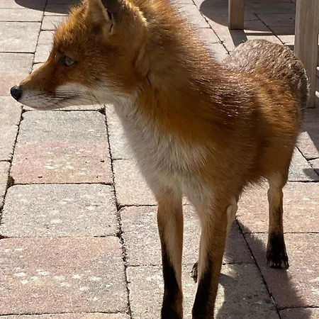 Chalé Luxe Marbella Aan Zee IJmuiden