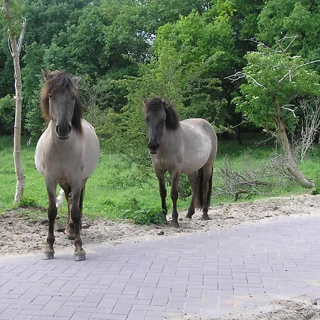 Luxus Duenen Aan Zee I Ruhig In Den Duenen I 400 M Zum I 4 Personen *